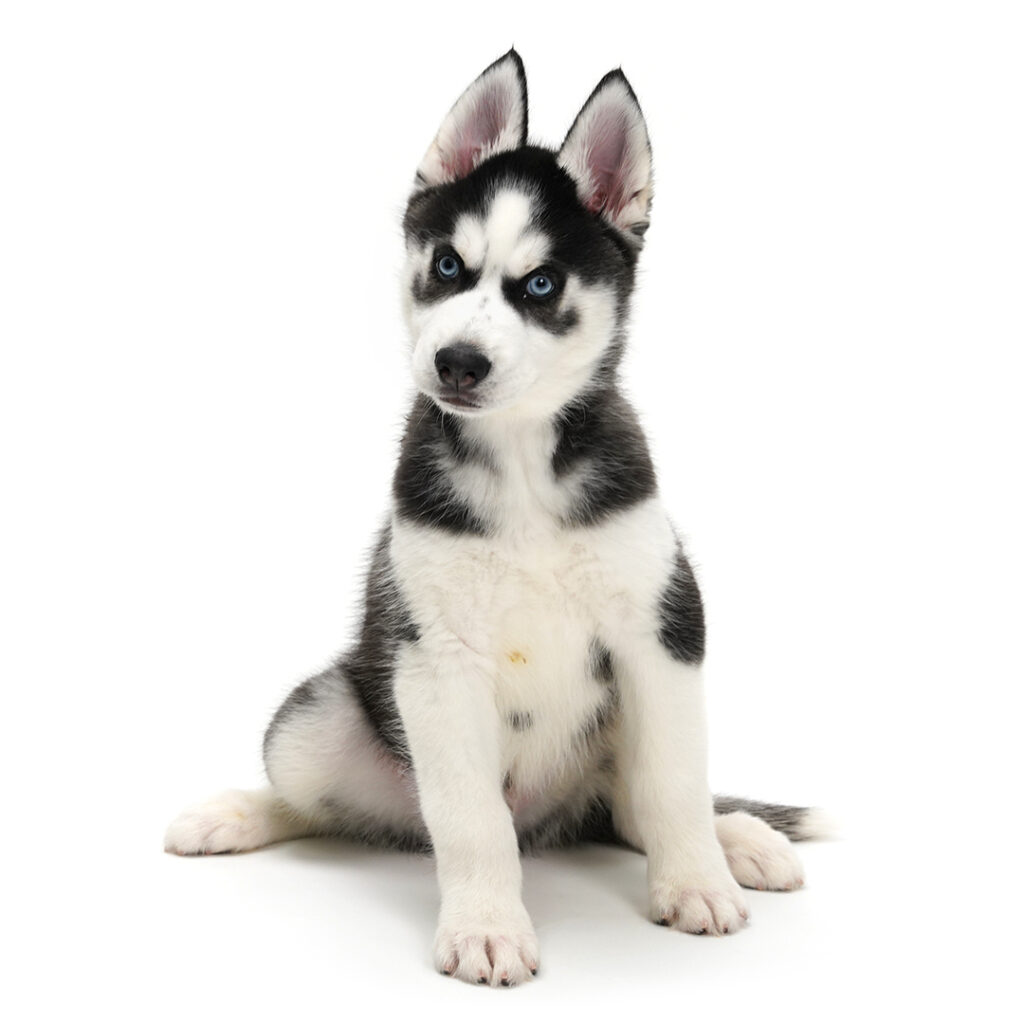 Siberian Husky puppy Black and white color