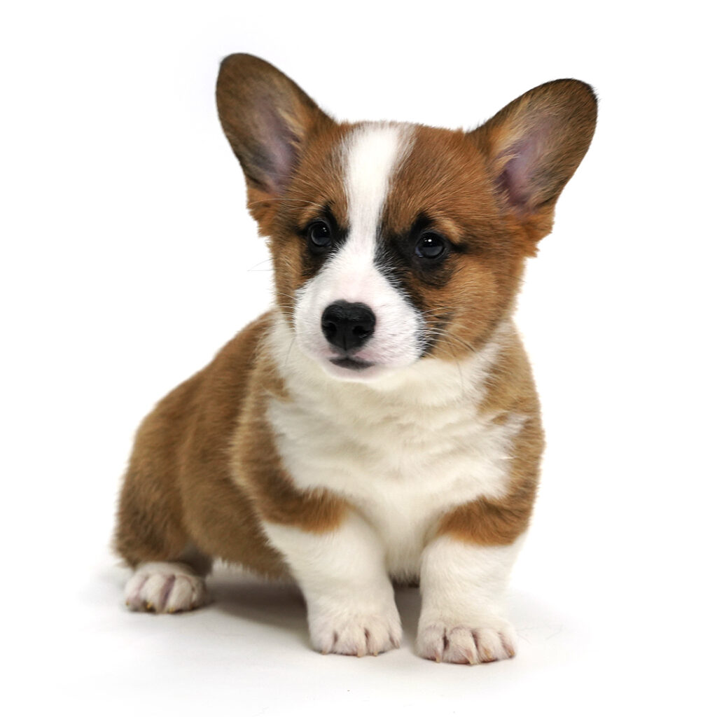 Coach the Pembroke Welsh Corgi