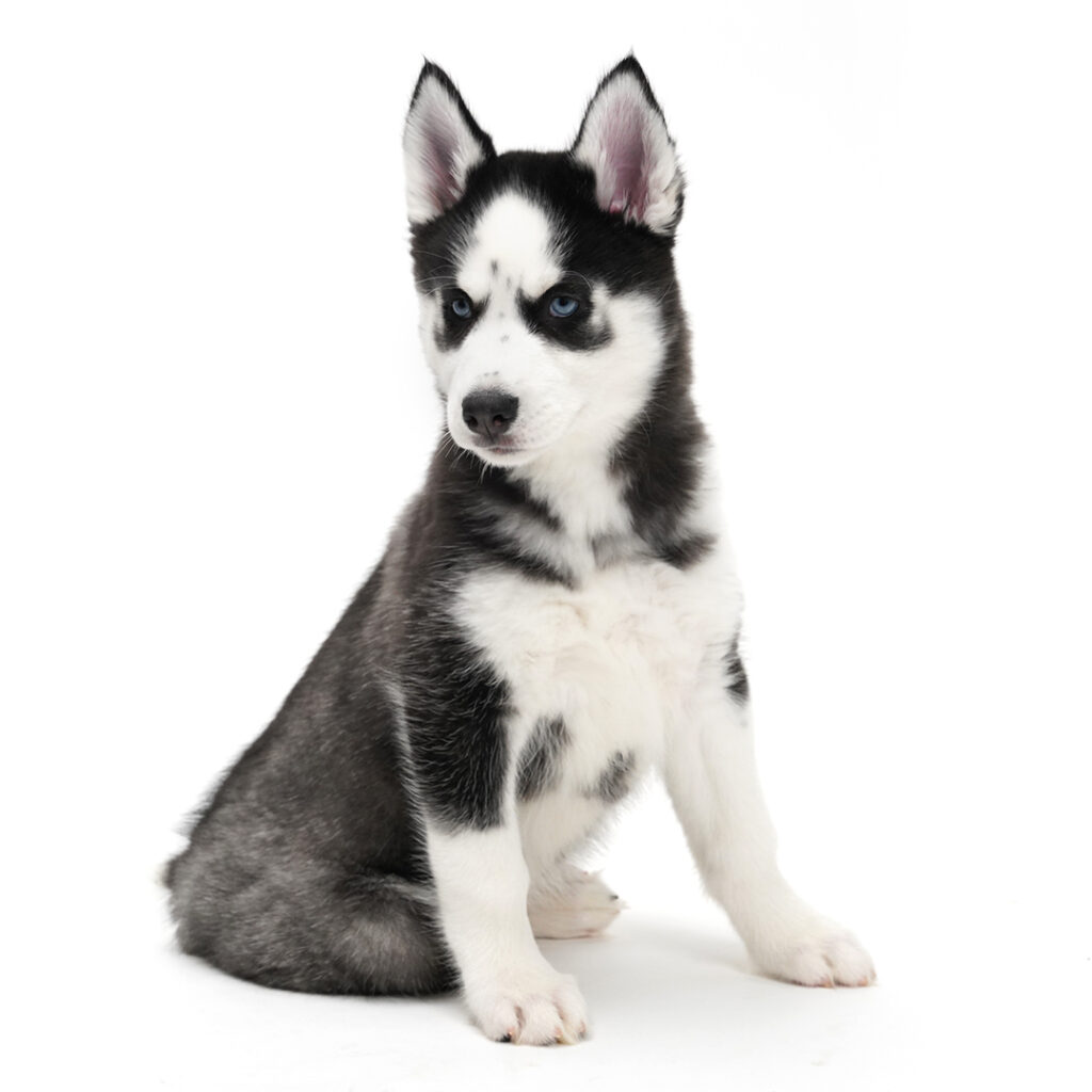 Siberian Husky puppy Black / White color