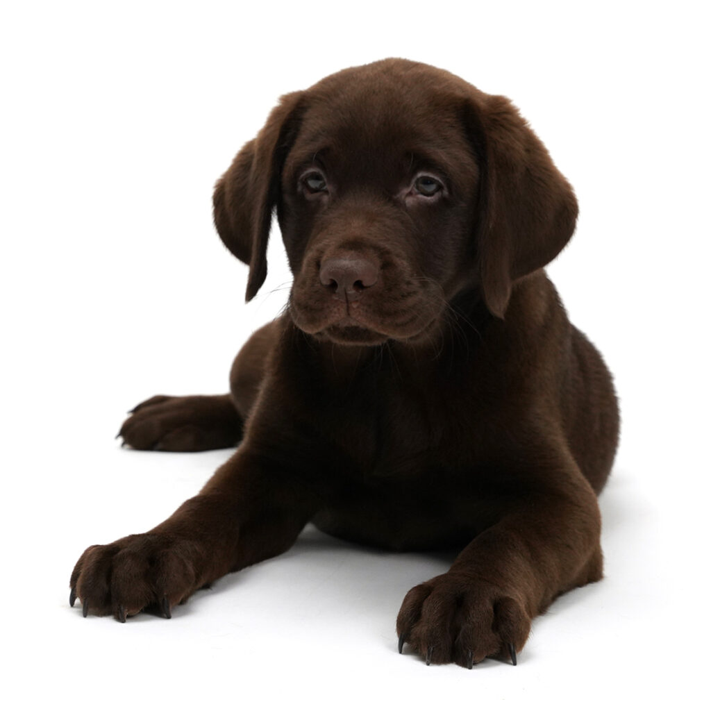 Labrador Retriever Chocolate color