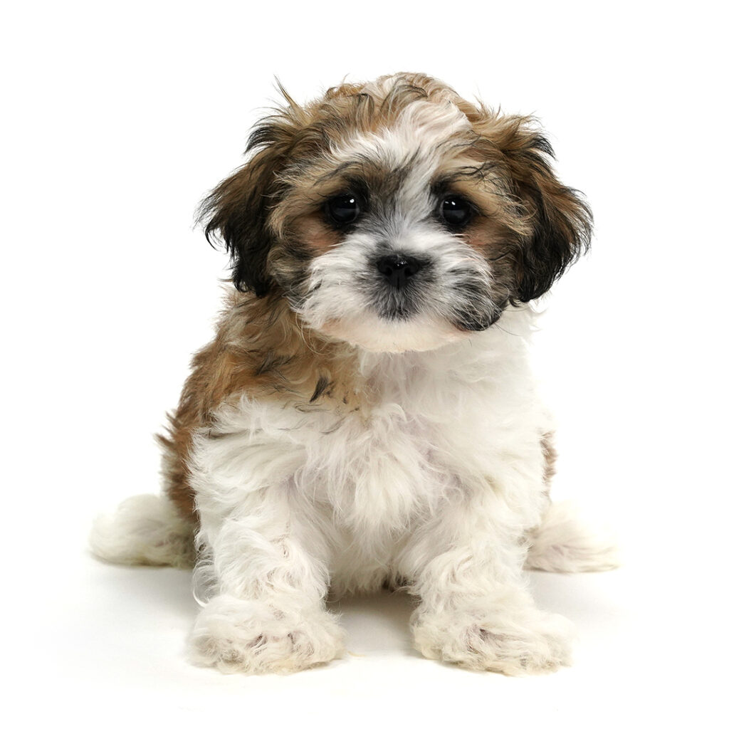 Chief the Teddy Bear puppy for sale