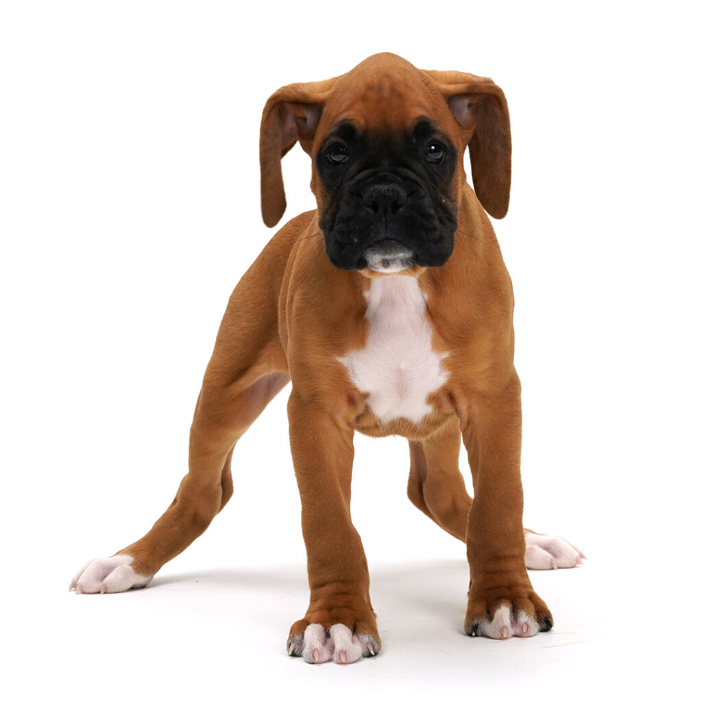 Boxer puppy in Pembroke Pines