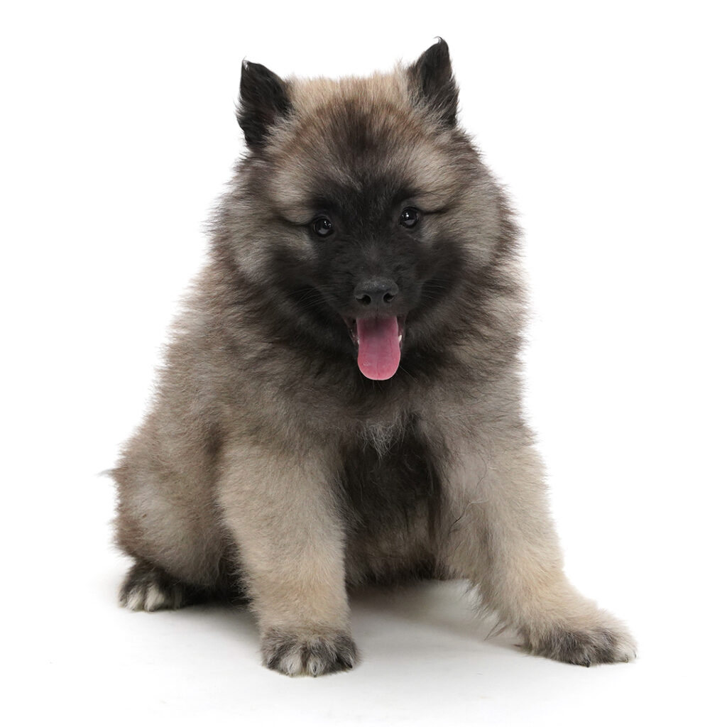Keeshond puppy Gray / Black color