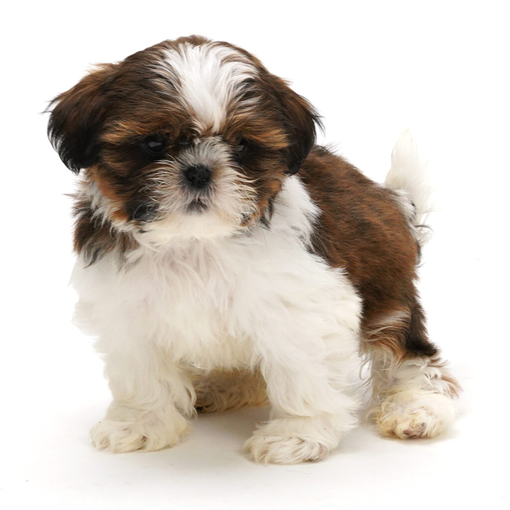 Shih Tzu puppy Sable / White color