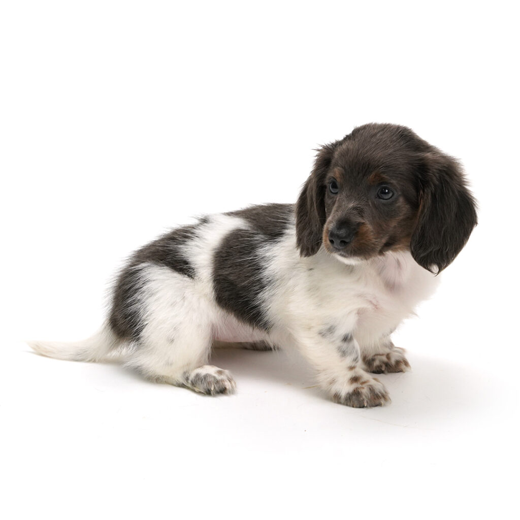 Dachshund puppy grey and white color