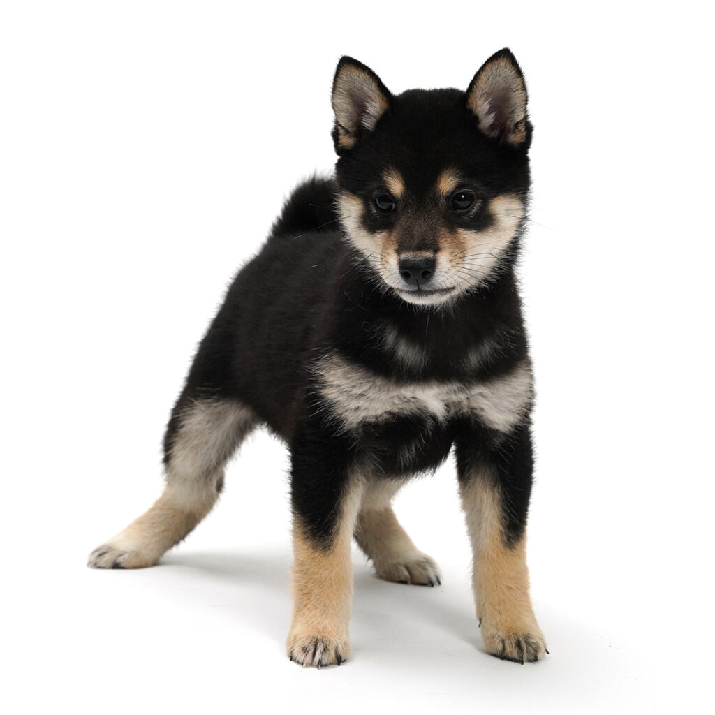 Shiba Inu Puppy black color