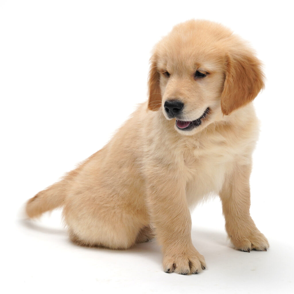 Golden Retriever puppy Light Golden color