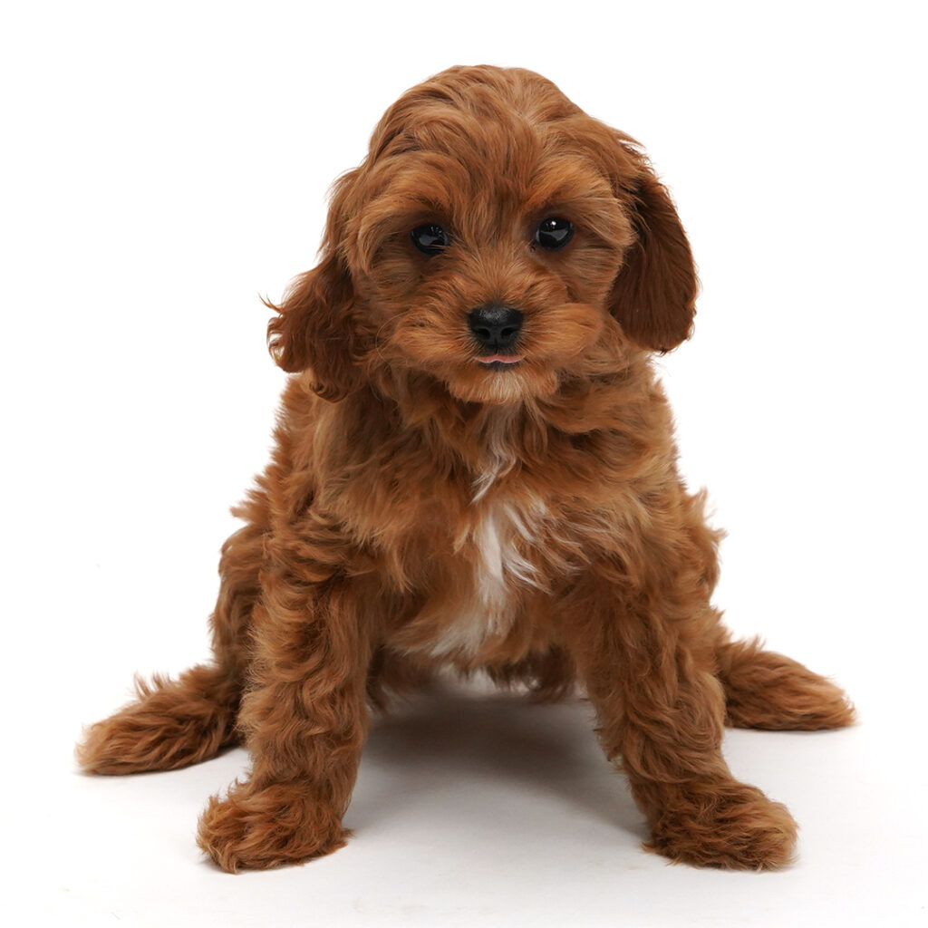 Cavapoo puppy Red Color