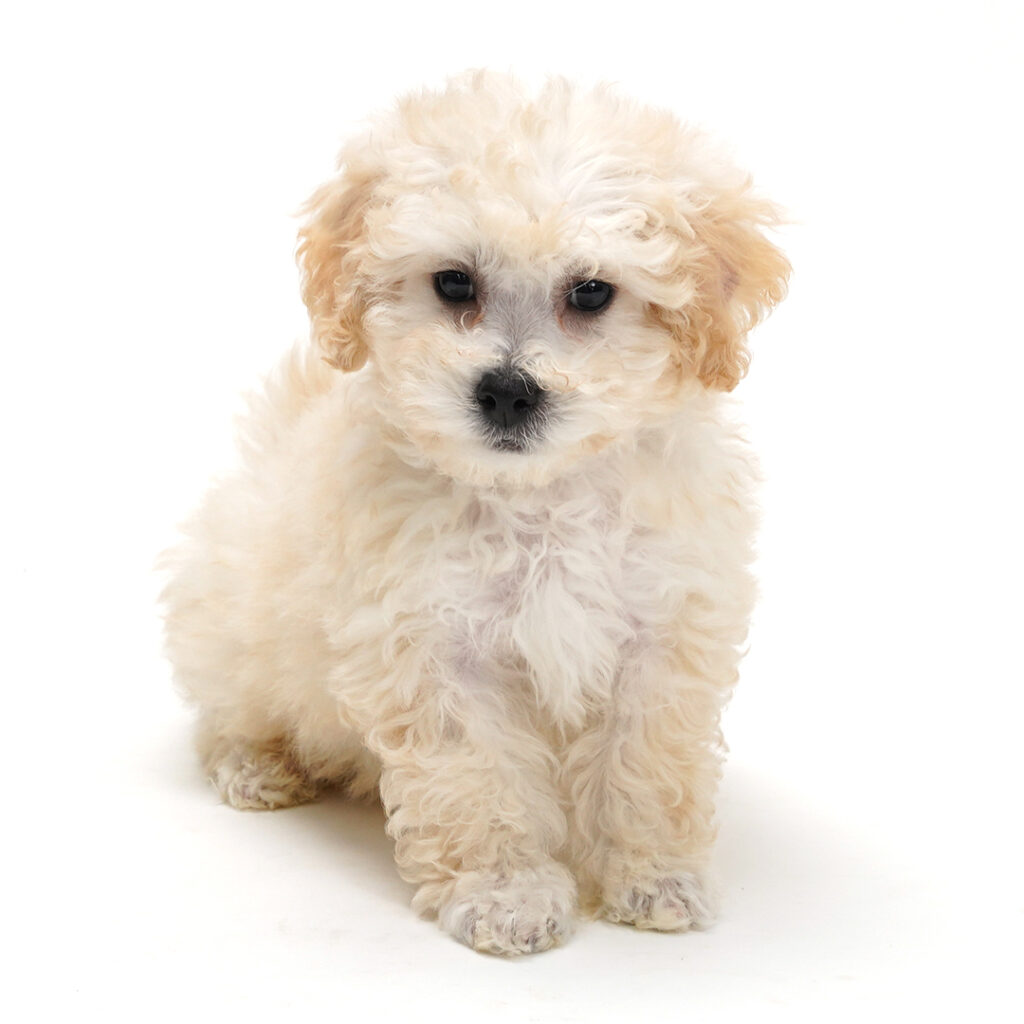 Bichonpoo puppy Cream / White color