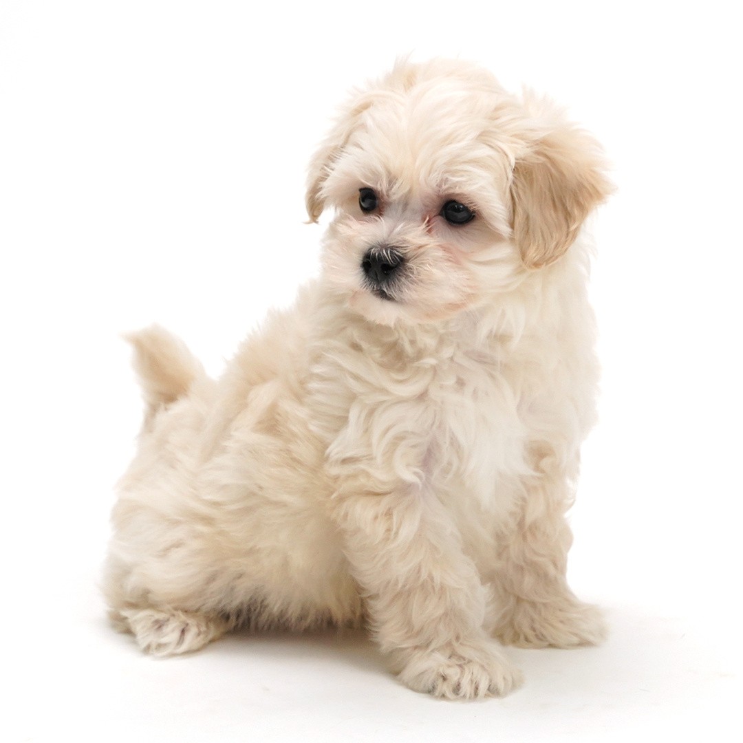 maltipoo puppy Tan color