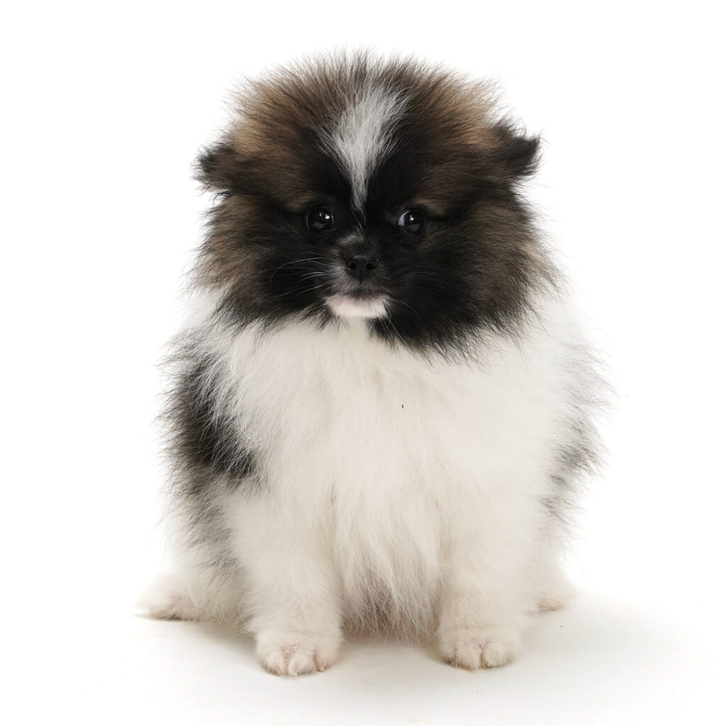 Pomeranian puppy Brown Black / White color