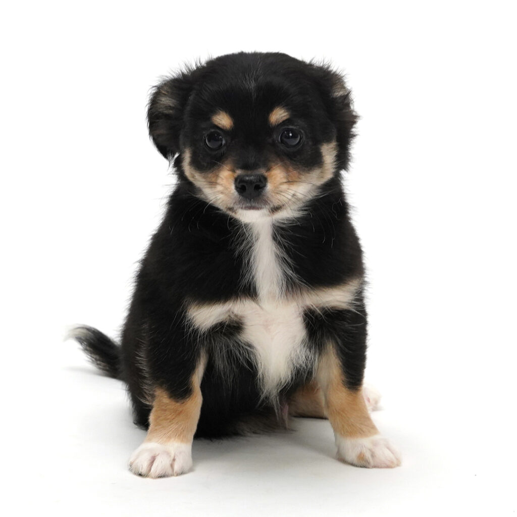 Chihuahua puppy black color with brown