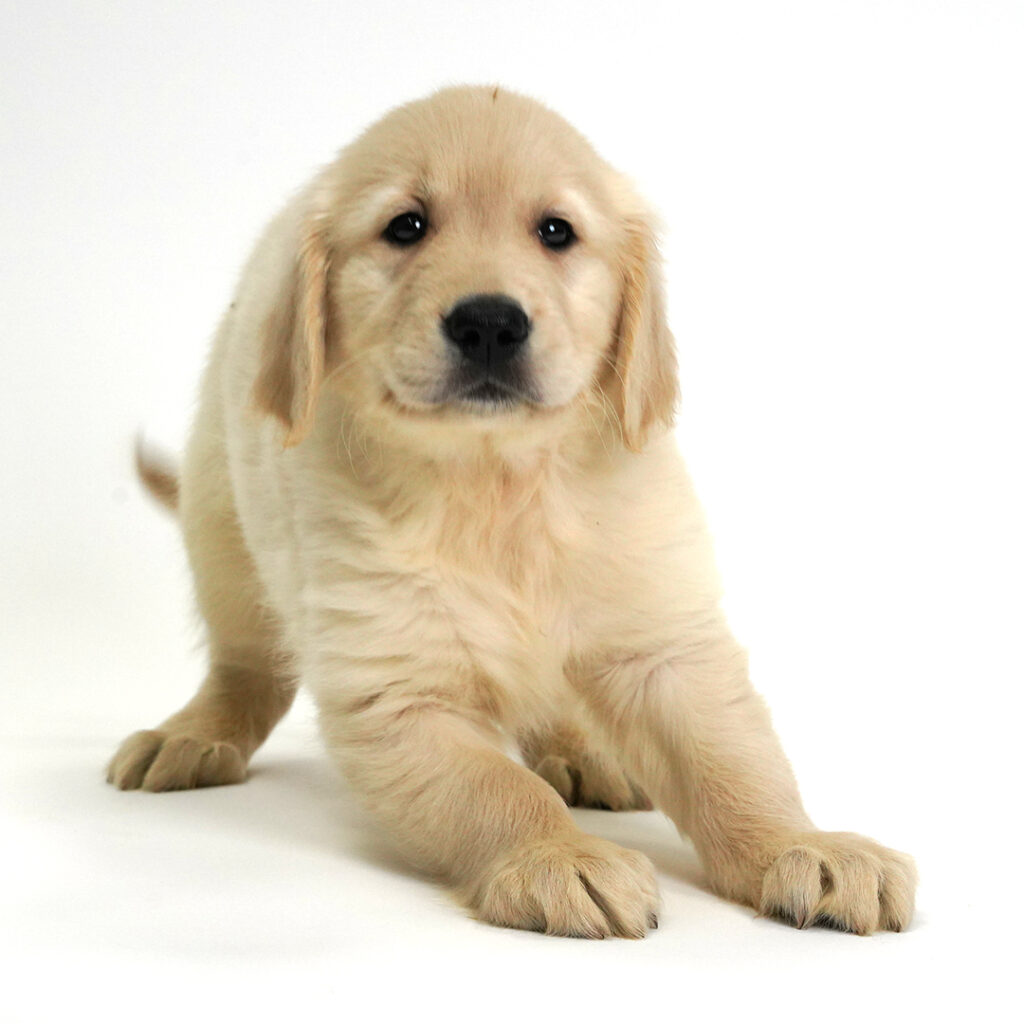 Hank the Golden Retriever in Pembroke Pines