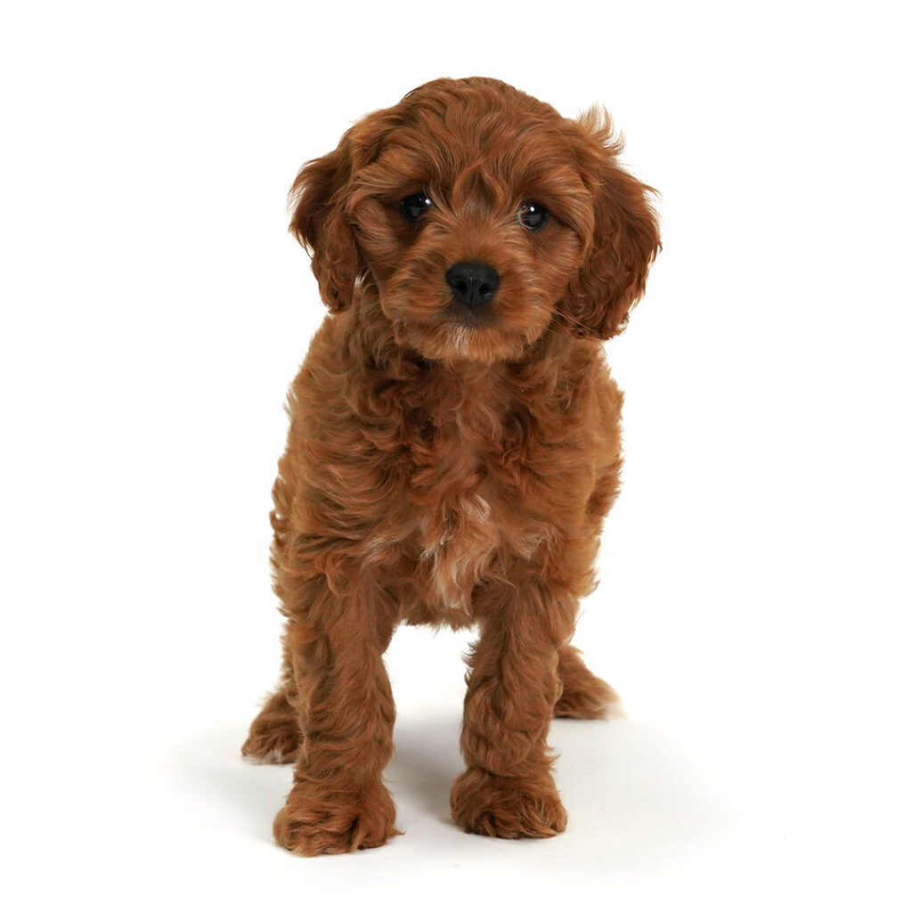 Chief the Cavapoo puppy for sale