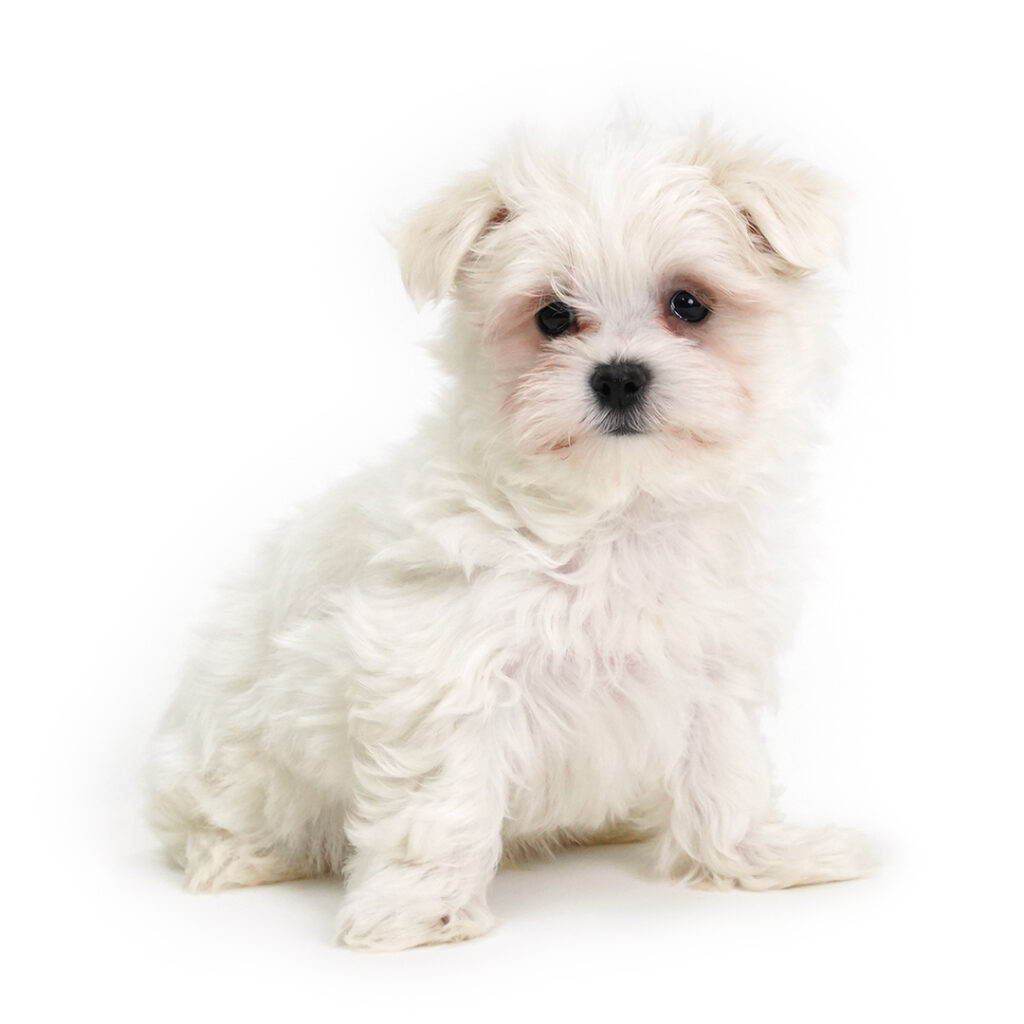 Beau the Maltese puppy for sale