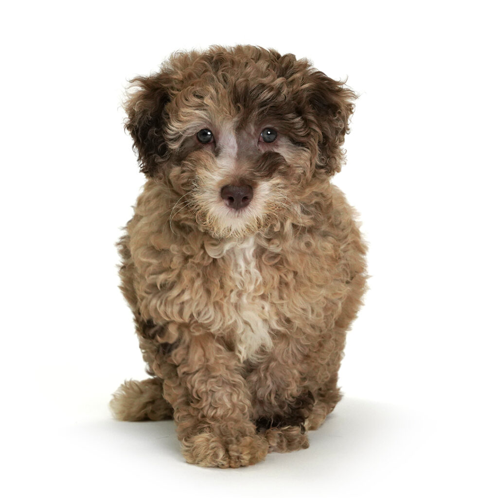 Trek the Mini Labradoodle for Sale
