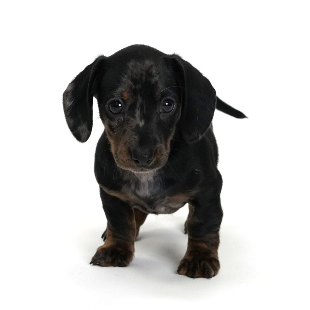 Clark the Dachshund puppy in Pembroke Pines.