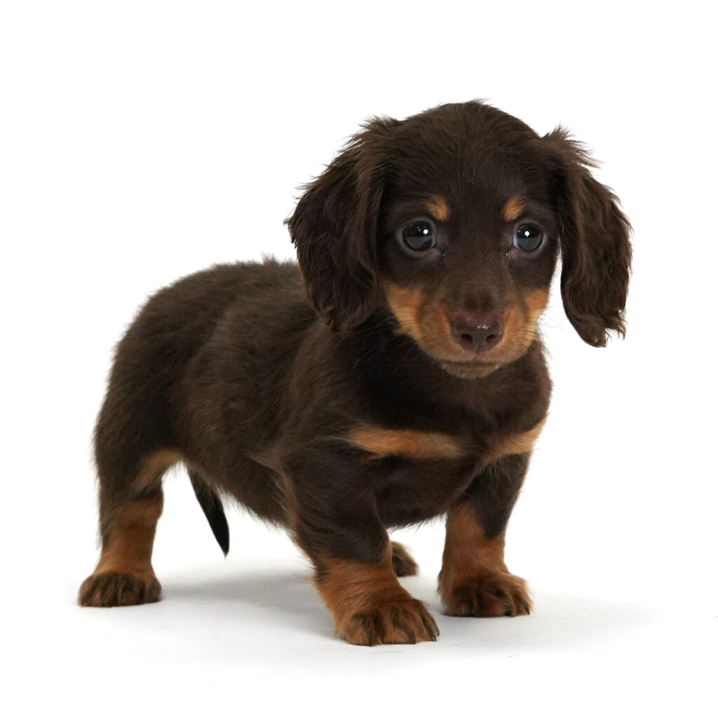 Muffin the Dachshund puppy in Pembroke Pines.