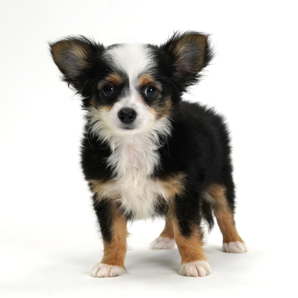 Barney the Chihuahua puppy for sale