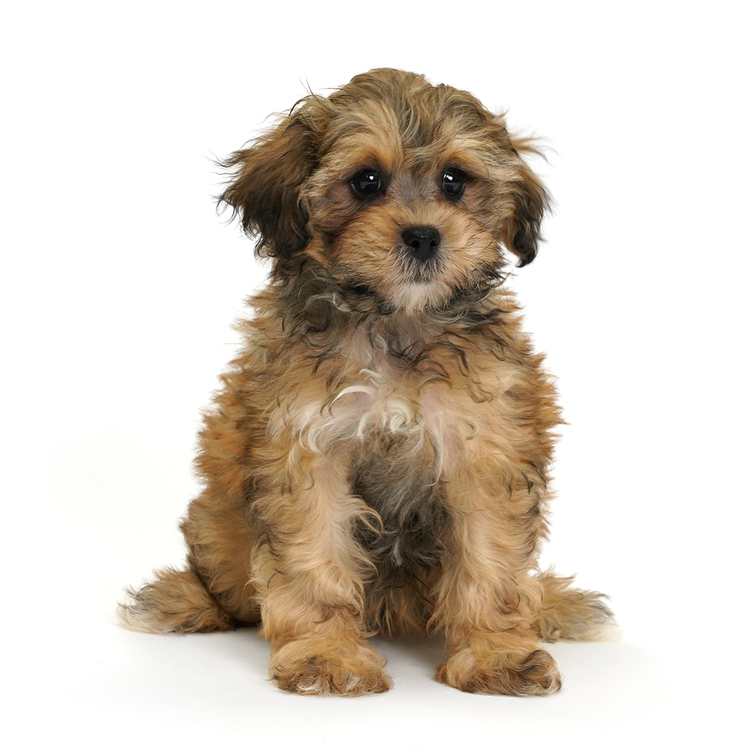 Quicksilver the Shih-Poo puppy for sale