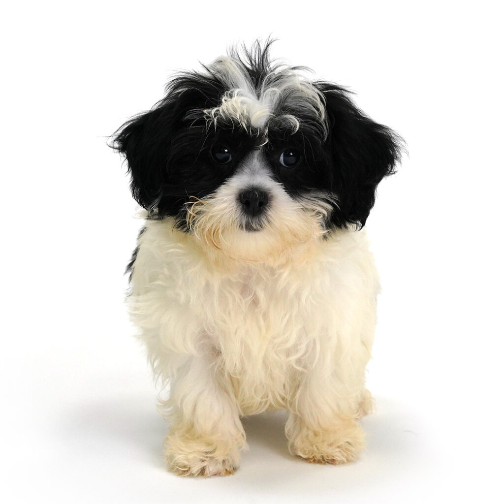 Teddy Bear puppy for sale