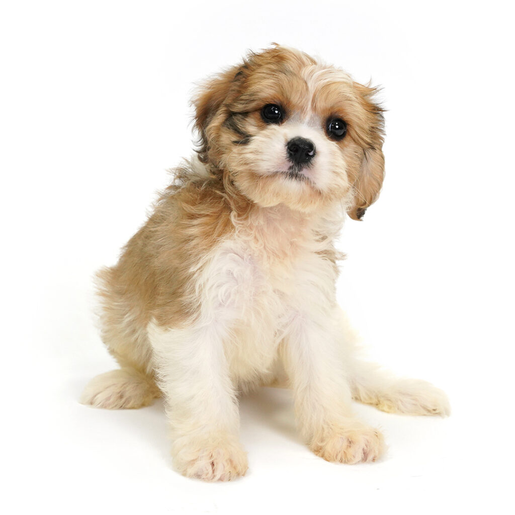 Mist the Cavachon puppy for sale