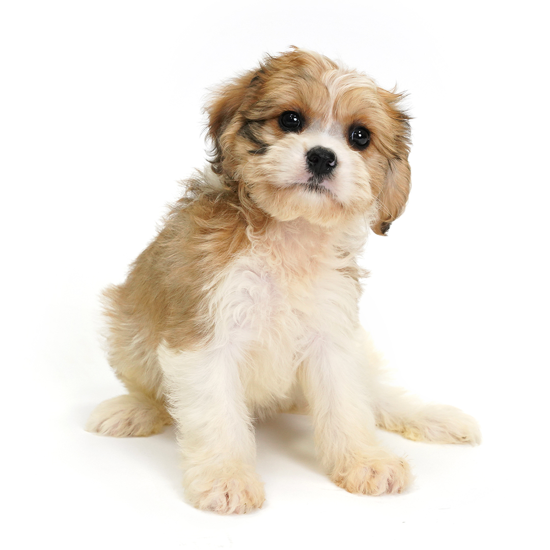 Mist the Cavachon puppy for sale