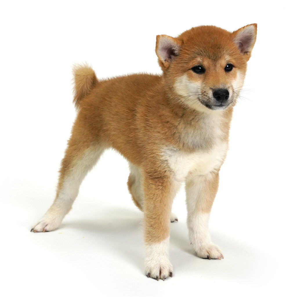 Shiba Inu puppy for sale