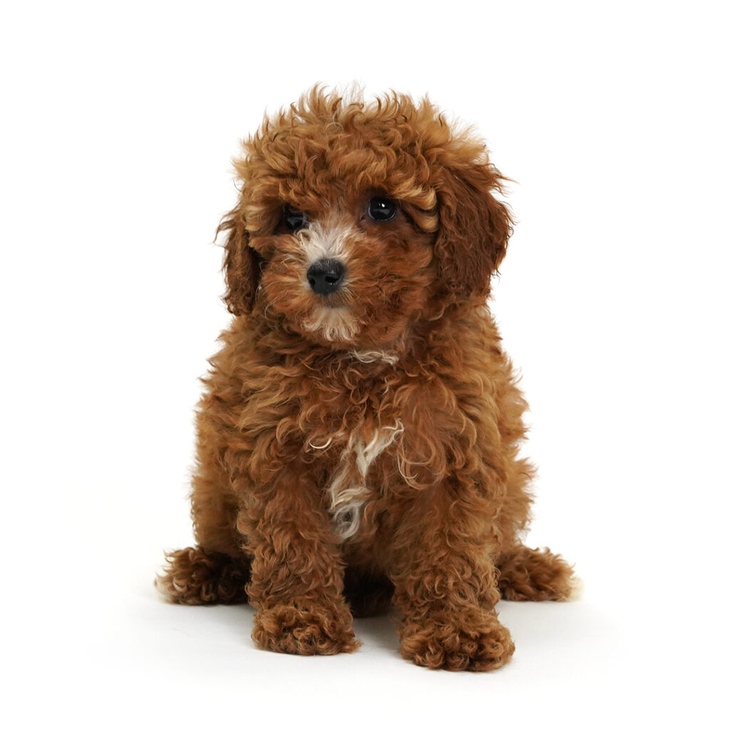Myst the Cavapoo 2nd Gen puppy