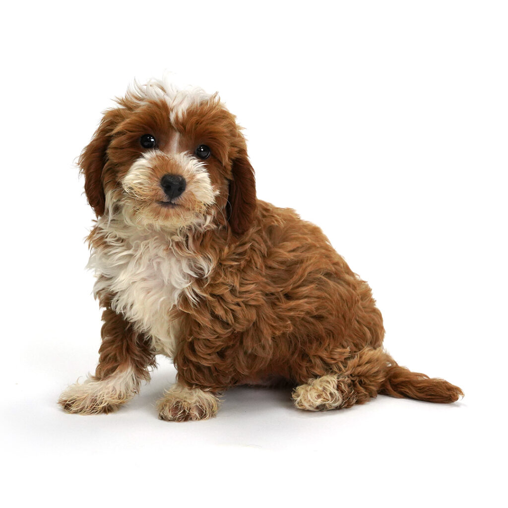 Mini Goldendoodle 2nd gen for sale