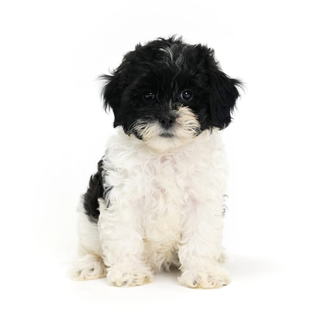 Dust the Shih-Poo puppy for sale