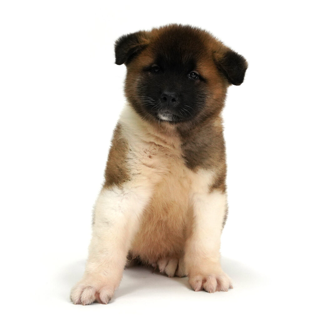 Akita puppy for sale