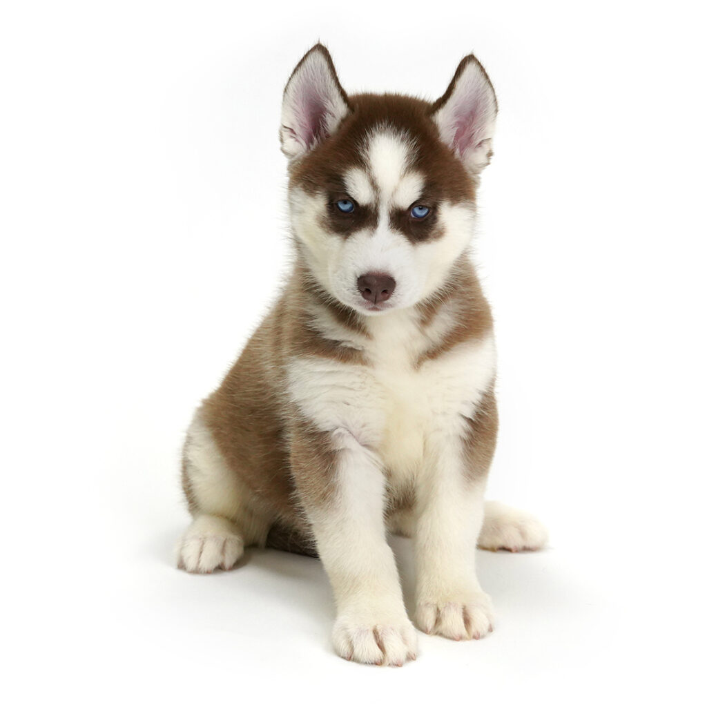Siberian Husky in Pembroke Pines