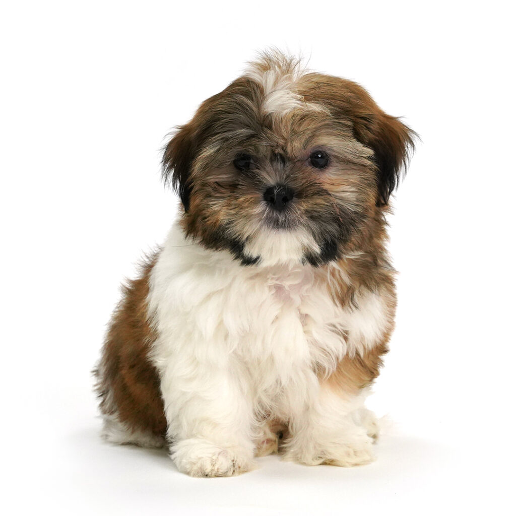 Shih Tzu puppy for sale
