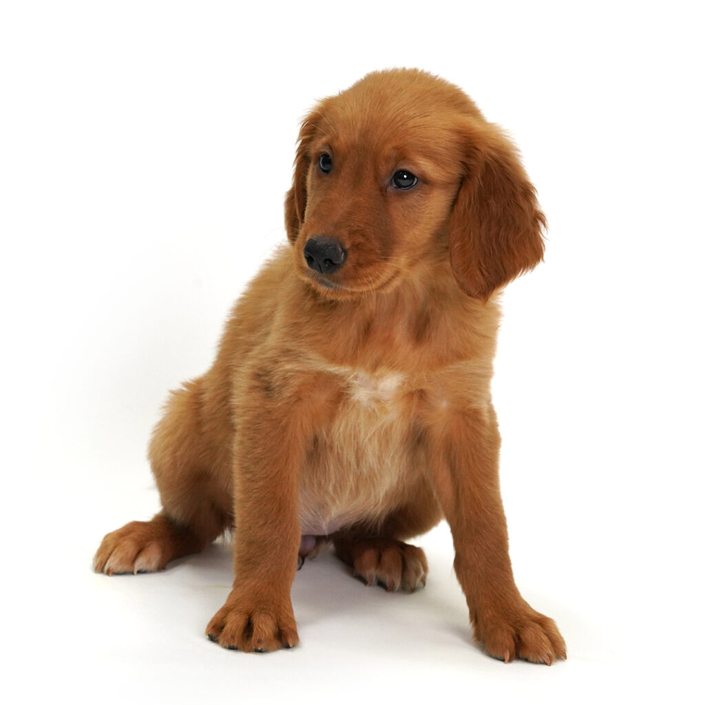 Dust the Golden Retriever in Pembroke Pines