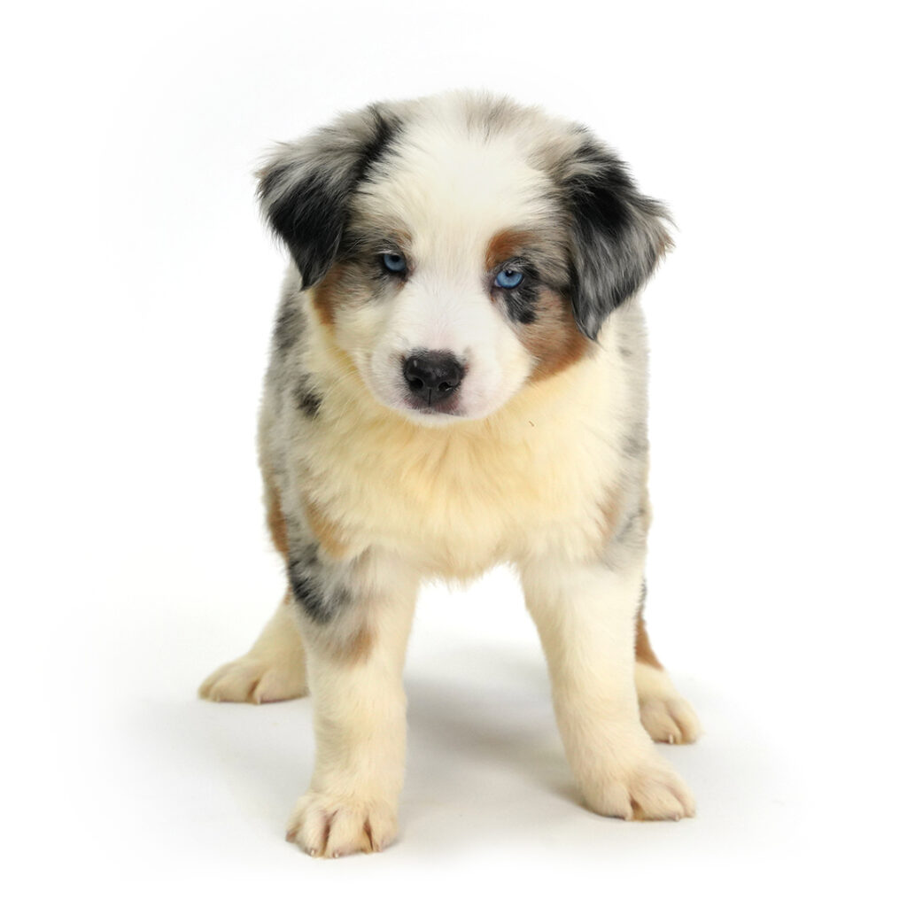 Australian Shepherd puppy for sale