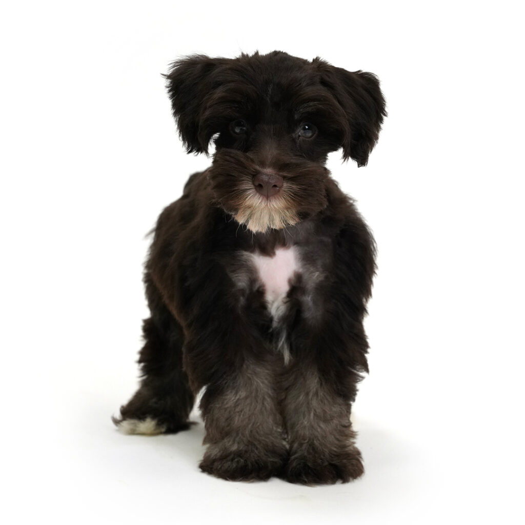 Miniature Schnauzer for sale!