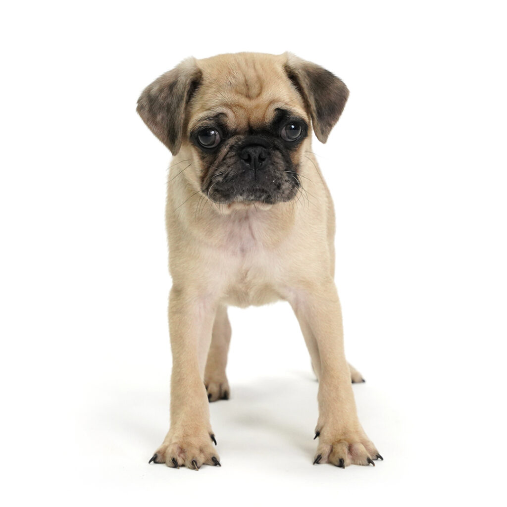 Pug puppy in Pembroke Pines
