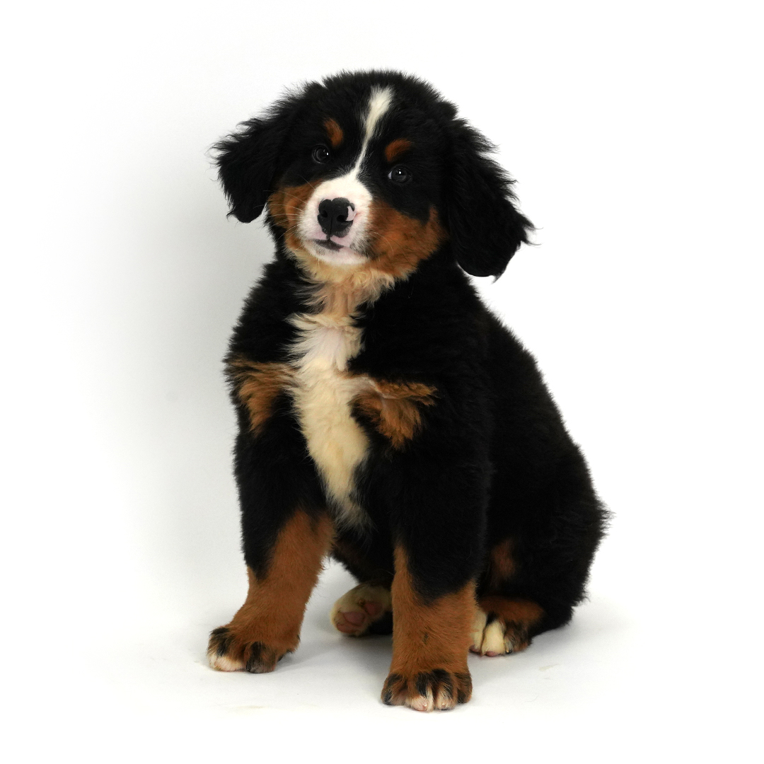 Bernese Mountain Dog in Pembroke Pines