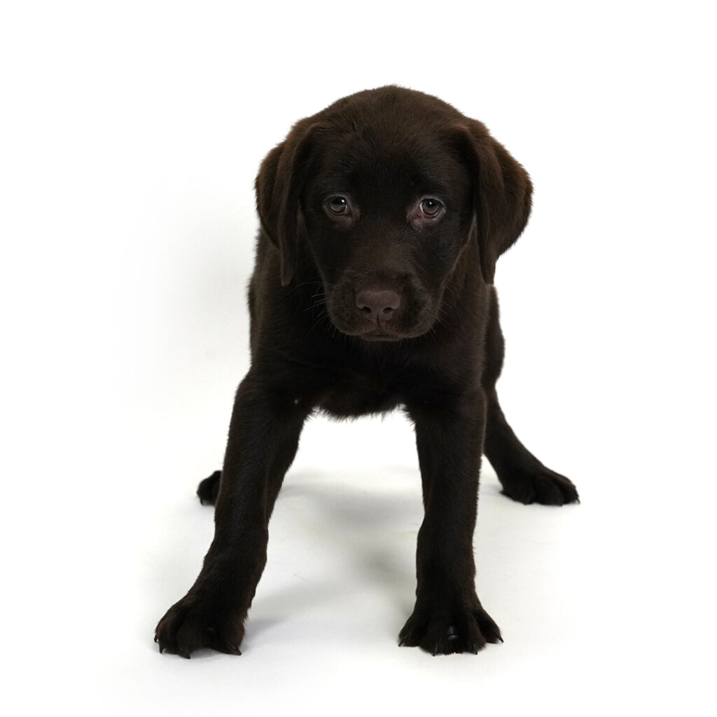 Paris the Labrador Retriever in Pembroke Pines