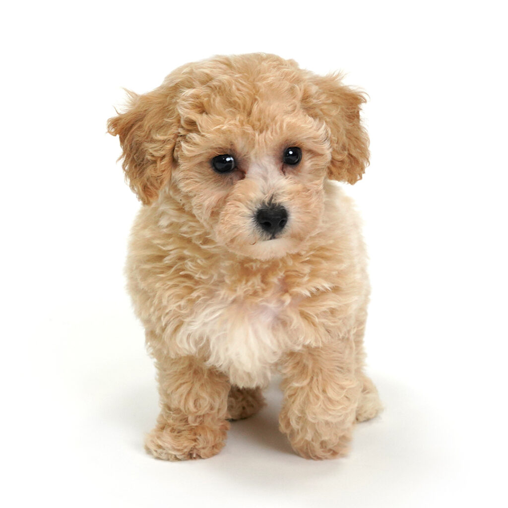 Bichonpoo puppy in Pembroke Pines