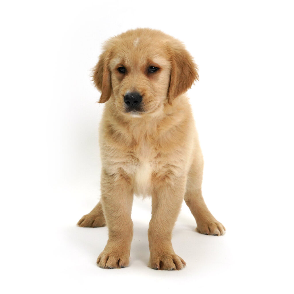 Golden Retriever in Pembroke Pines