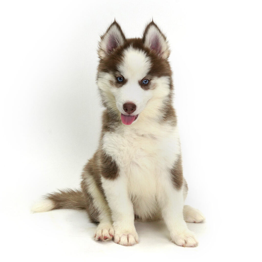 Siberian Husky in Pembroke Pines
