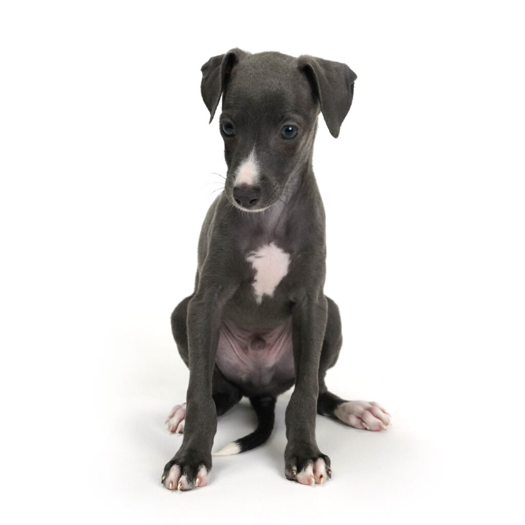 Italian Greyhound puppy for sale