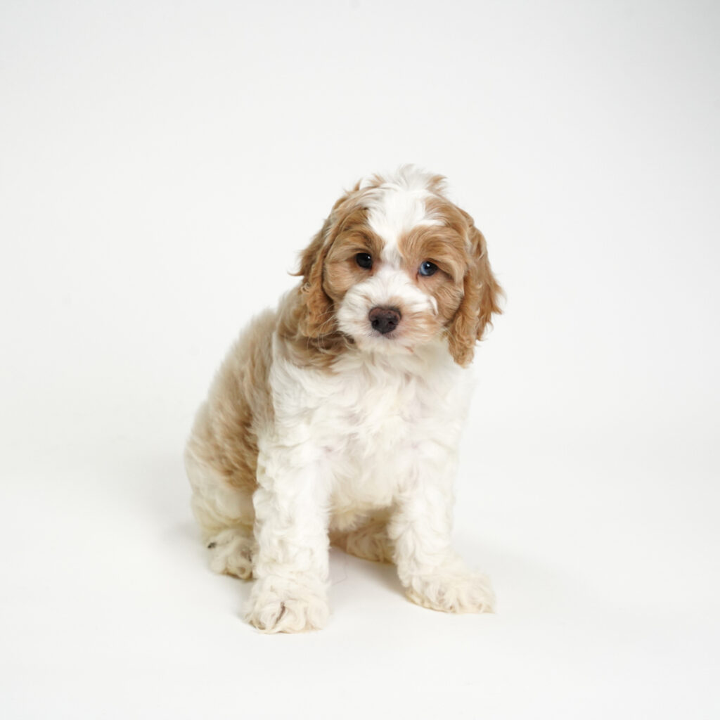 Apricot the Cockapoo puppy for sale