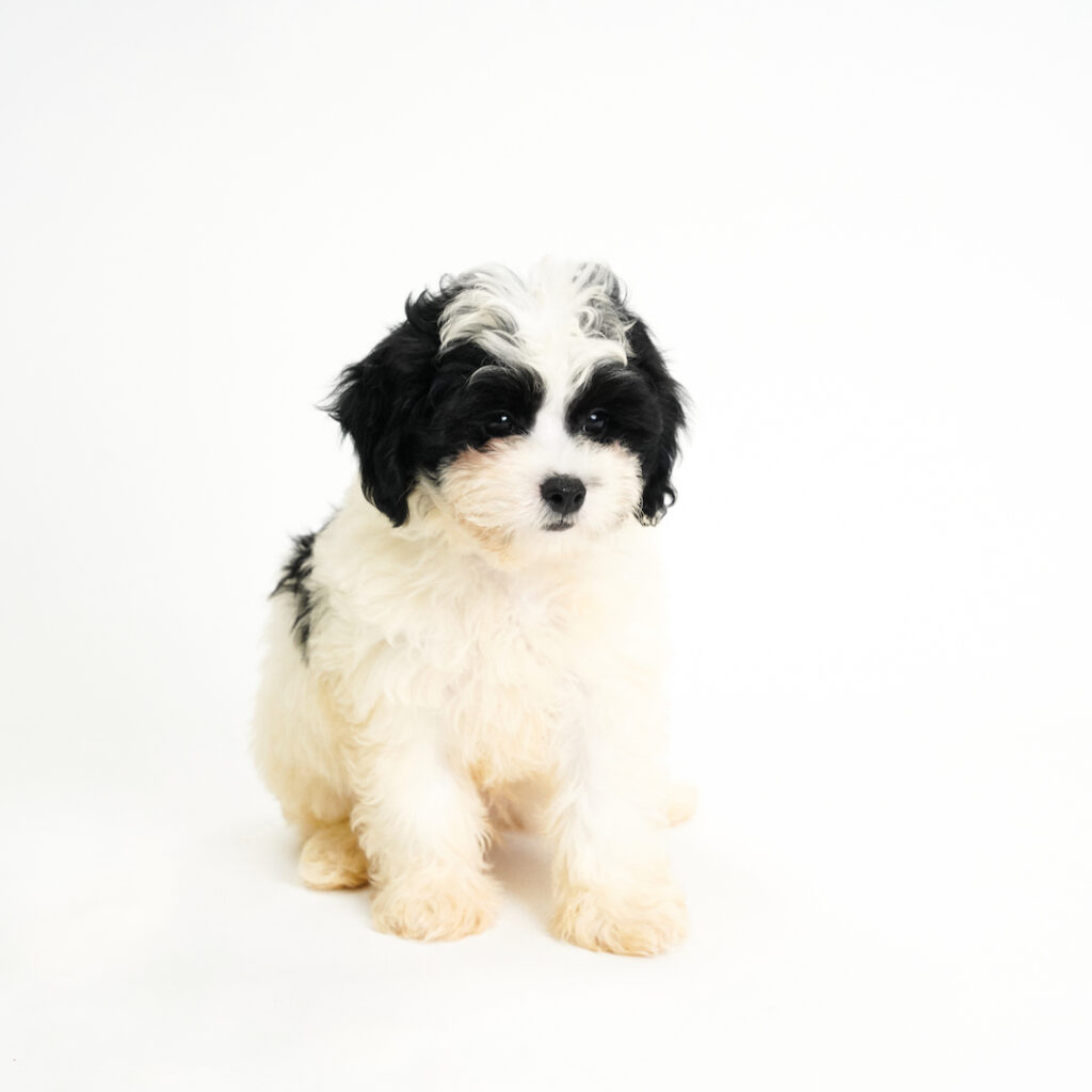 Sprout the ShihPoo puppy for sale