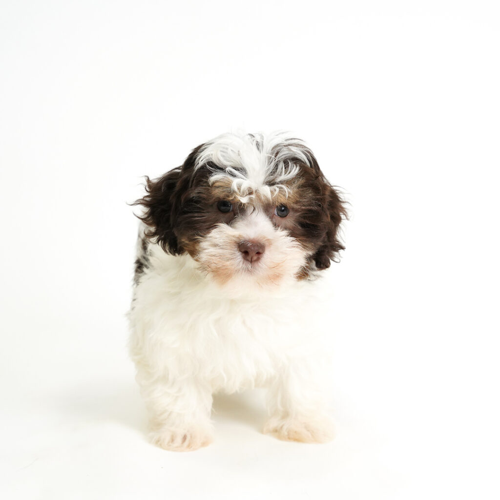 Cabbage the Havanese puppy for sale