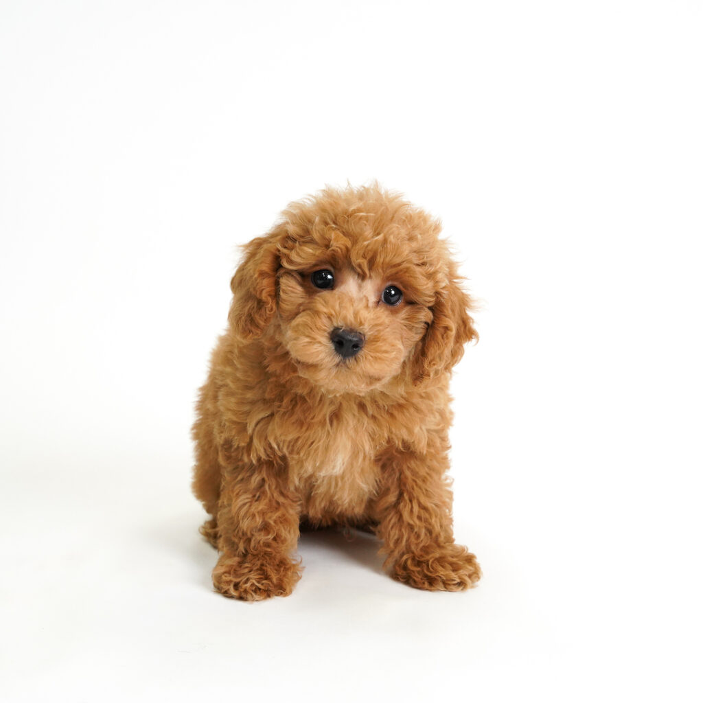 Turnip the Poodle in pembroke pines