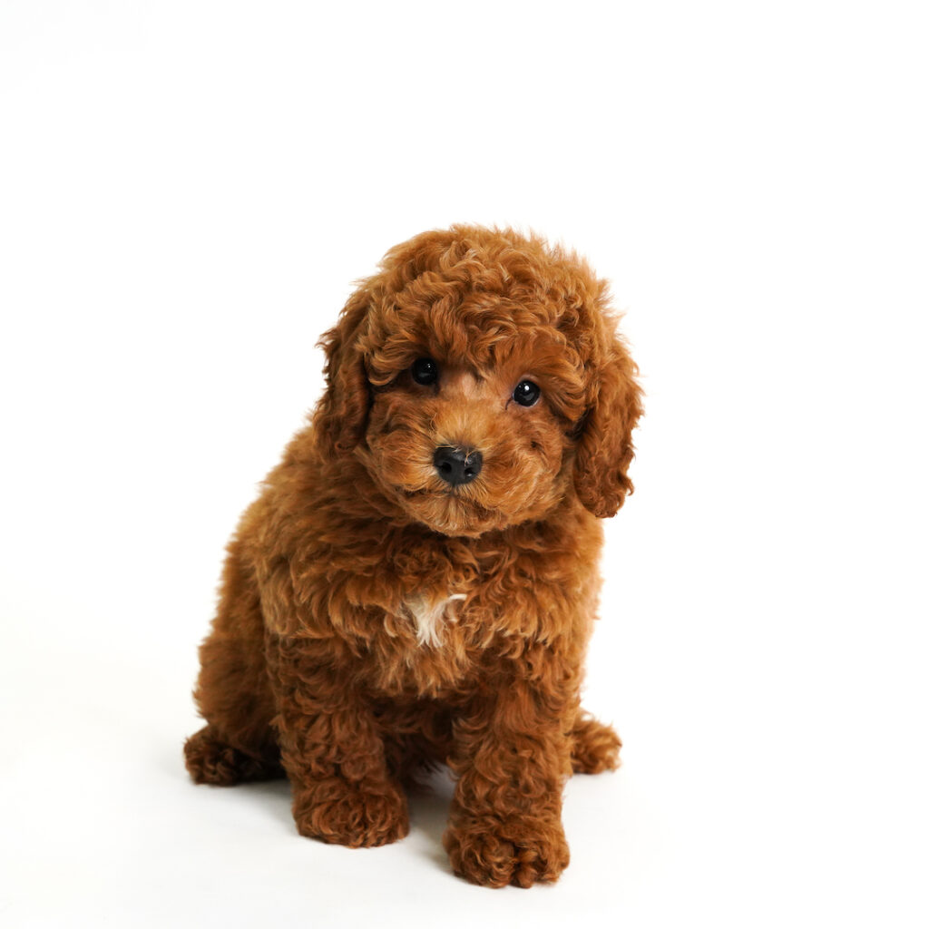 Celery the Poodle in pembroke pines