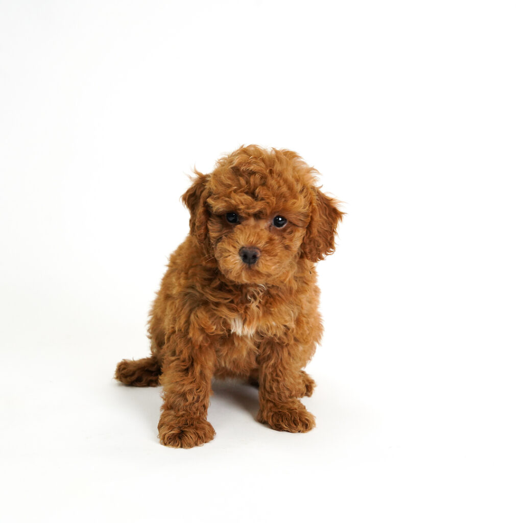 Peaches the Poodle in Pembroke Pines